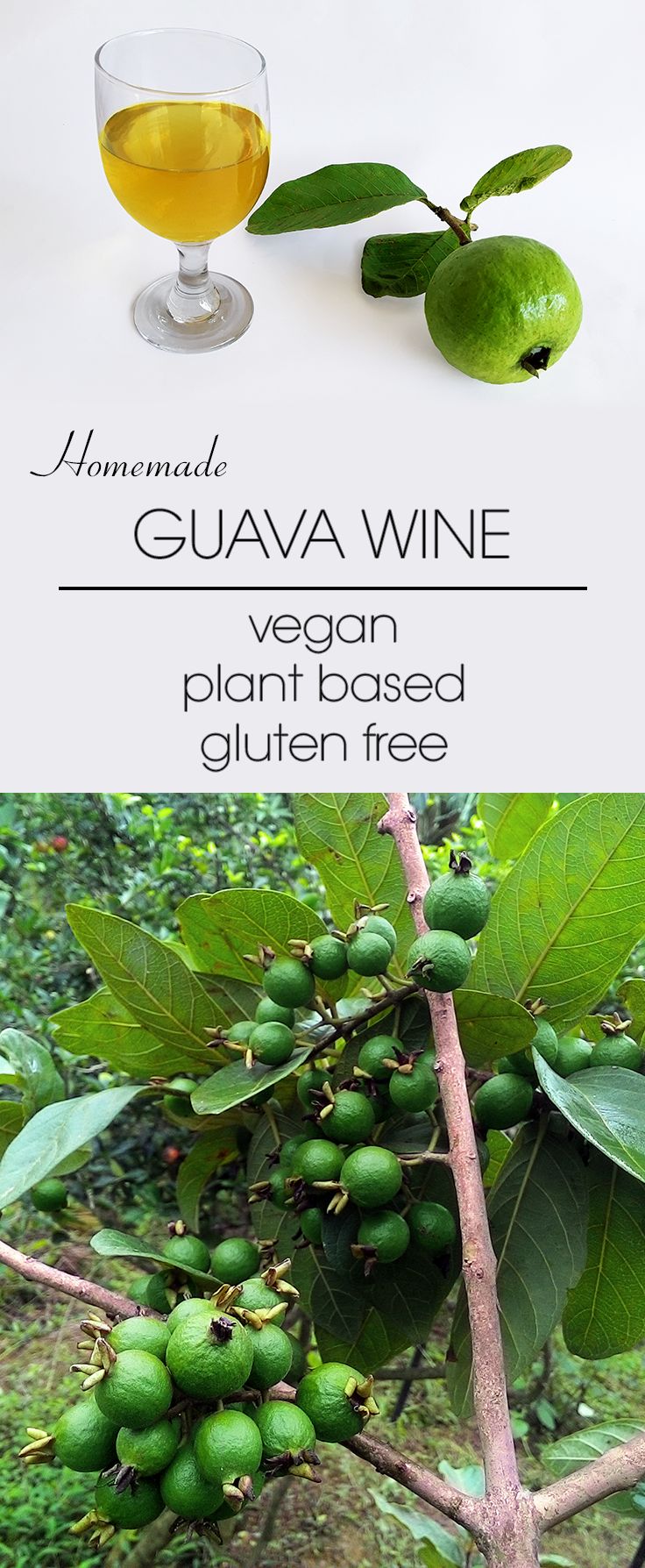 Guava Wine - Pinterest